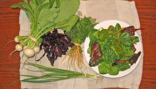 Gray Feather produce